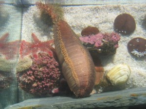 Sea_Cucumber_osc