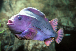 lump_fish